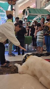 2.3K views | Saat semua pergi, hanya dia yang tetap menunggu. Tak pernah lelah, tak pernah lupa, hanya percaya bahwa kau akan pulang. Kesetiaan yang tak bisa dijelaskan, hanya bisa dirasakan. #doglove #loyalcompanion #truefriend #faithfuldog #genjiglory | Genji Glory | Facebook