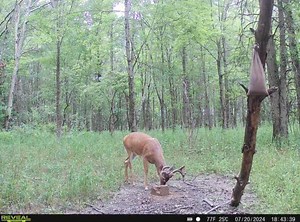 Rack-Getter Scents & Lures on Reels