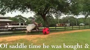 49K views · 307 reactions | Meet Hot Shot a 3yr old Rocky Mountain, with only a couple months under saddle he was purchased and sent to me for confidence building and rider forgiveness. After only a couple weeks with us I am proud to see the progress he has made, on his way to becoming a more trusting and dependable mount! | Horse Help With Michael Gascon | Facebook