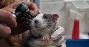 A Veterinarian Uses an Otoscope To Examine the Ear of a Cute Rat Brought in for an Appointment. the Assistant Holds a Stock Video - Video of health, hand: 300582479