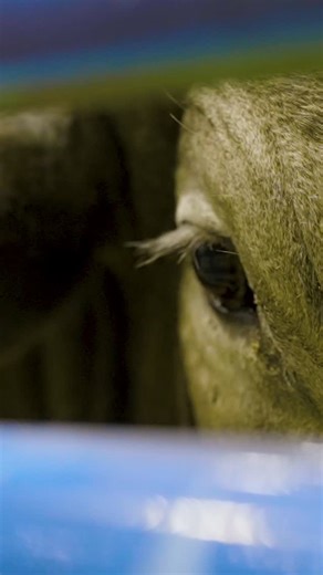 Tickets are on sale now! goSEBRA.com #bullriding #barrelracing #championship #gosebra #cowboychristmasshopping #familyfun #LexingtonVA | SEBRA Bull Riding and Barrel Racing