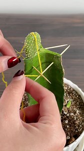 Learn effective and simple plant care tips with PictureThis! 🪴🪴🪴 | PictureThis