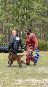 “Ruin” practice heeling with decoys. #k9training | Fred Hassen