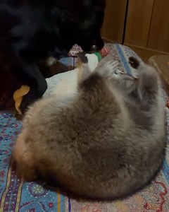 2K views · 51 reactions | Diddles Raccoon on Reels | Facebook