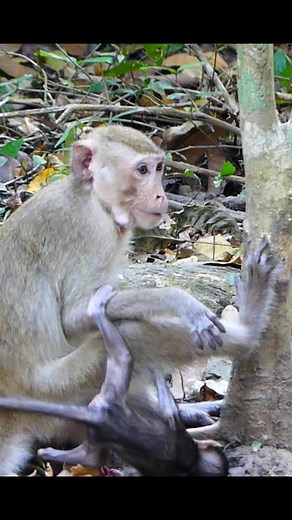 This sweet moment captures a monkey munching on snacks while showering her baby with affection! 🍉🥰 #CuddleGoals #adorableanimals | MonkeyMeet