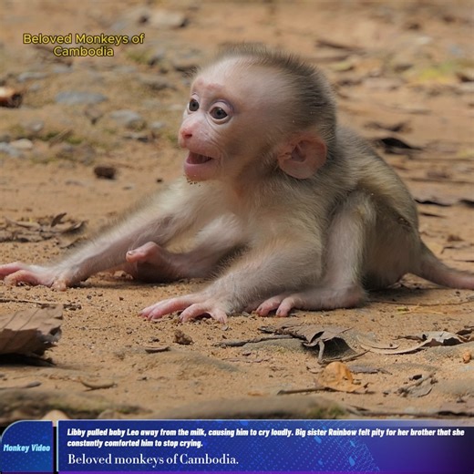 1.7K views · 56 reactions | Libby pulled baby Leo away from the milk, causing him to cry loudly. Big sister Rainbow felt pity for her brother that she constantly comforted him to stop crying. #monkey #video #love #animals #photography #nature #fun #animal #monkeys #film #wildlife #naturephotography #Belovedmonkeyofcambodia #monkeyleo #MonkeyRainbow | Beloved Monkeys Of Cambodia | Facebook