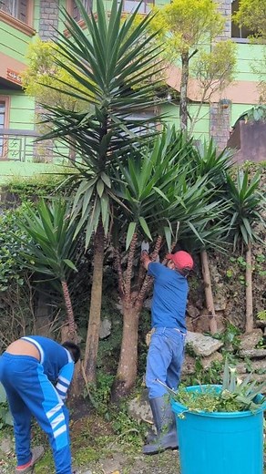Making this yucca tree pogi. #bastagolatta #yucca #yuccaplant #trimmingplants #satisfying #pruning | Remsen Boboy Cayowet