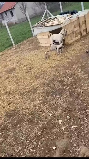 Qen Kangall | Qeni i Sharrit