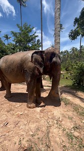 Feeeeel gooddddddd. | Samui Elephant Sanctuary