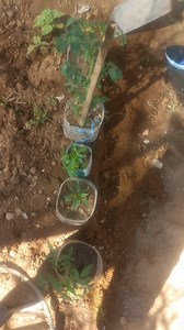 A women can also do this if there is no male version. #women | Mercia Grace Alouise Smith