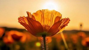Download Orange poppy flower blooming at vibrant golden sunset for free