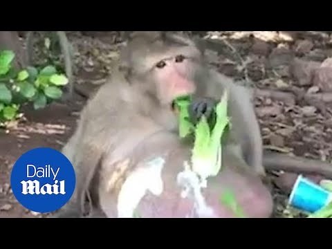 Obese monkey eats and walks around carrying its huge belly