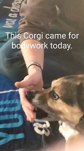 This 6 yr old Corgi had started being aggressive with biting when being touched. The vets had examined the screaming and biting dog however, couldn't come to any diagnosis to cause behavior. I am very thankful for the owners that sought out treatment today. Our session started out pretty rough with significant episodes of biting. But with every bite, there was a quick but gentle lick following, almost as if he was apologizing. We moved from soft touch to deep pressure with Myofascial Release and