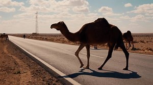 clip-3478965701-wild-camel-crossing-desert-road-on-bright