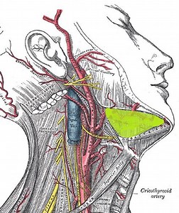 Submandibular space - Alchetron, The Free Social Encyclopedia