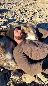 Thank you . . . . . . . . . . #wolf #dog #wolfdog #wolfdogs #animals #peaceful #mountains #lake #adventure #nature #bestfriend #puppy #forest #calming #pets #petstagram #france #animallovers #reelsinstagram #dogs #hikingwithdogs #dogsofinstagram #dogoftheday #bestwoof #reelsvideo #animalsonearth #weeklyfluff 44w | Wolf Lover