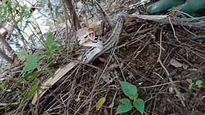 How to trap Snakes with a Net - Wild Cobra | Snake Catchers | Facebook