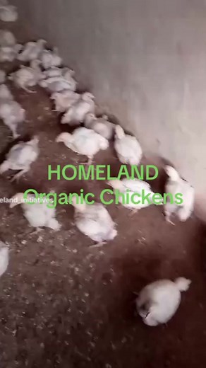 #businesssuccess #homeland_initiatives #GOAT #innovations # | Homeland Initiatives