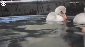 1.5K views · 30 reactions | SWIMMING LESSONS | These adorable flamingo chicks went for a swimming lesson on July 16 at the Oregon Zoo bird nursery. | WJZ-TV | CBS Baltimore | Facebook