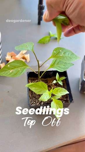 14K views · 58 reactions | Topping of your pepper or chilli seedlings encourages for side shoots to grow! #gardening #vegetablegarden #vegetablegardening #raisedbeds #raisedbedgardening #fyp #reelsviral #peppers #chilli | Deo N A Valenzuela | Facebook