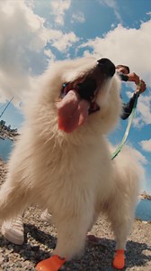 Warmer weather means hot pavement is back! Protect your pup with WagWellies Mojave🐾☀️ | Arcadia Earth Museum