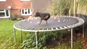 Rottweiler on trampoline 🤣 | Rottweiler Kingdom