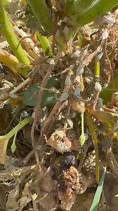 26K views · 114 reactions | What are all these bugs on my zucchini plants and how do I get rid of them? ￼ | HeidiCakesUtah | Facebook