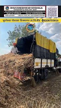 गोशाळेतील वूध्द भाकड गाईसाठी भरभरून चाराचे दान 🌺🙏