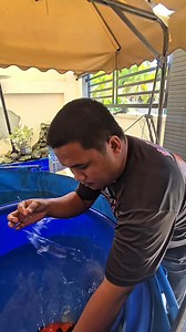 Koi checkup under the microscope and pond maintenance for our client | Oyeee Petshop