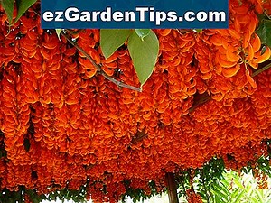 Como podar e cuidar de plantas de oleandro 🌱 Dicas Jardineiros - Pt.ezGardenTips.com