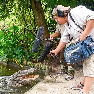  Recording bellows, growls, snarls, and hisses  instagr.am/colinhart #postsound #filmsound #prosoundeffects #gators #library #alligator #soundeffects | Avid | Facebook