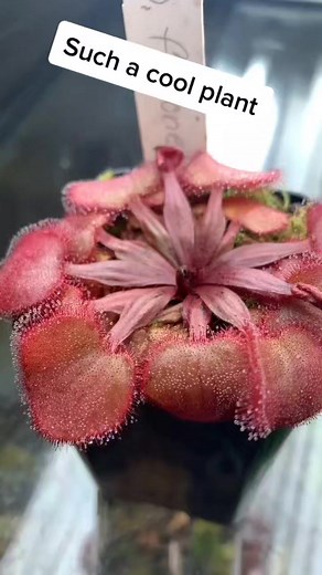 A beautiful sundew! #pinkplants #sundew #carnivorousplant #plantsoft #foryou #reelsvideo #trendingreels #reelsviral #carnivorousplant #fyp #reels #insect #trend #viral #trending | Carnivorous Plants