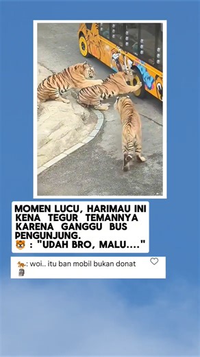 🐯: Udah bro, malu.. kita raja hutan😂