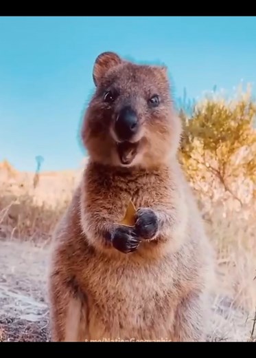 Funny Animal Sounds 😴🥰🐐🐈🐥🦅🐴 #funnyanimals #funnyvideos #animalcomedy #cuteanimals #viralvideos #goat #donkey #cat #chicks #Capricorn #goatlife #cutedonkey #Keçi #Kedi #eşek #civciv #komikvideolar #cutecat #cuteanimals #Capricorn #Oğlak #kuzu