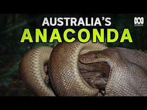 Giant Australian Snake: Tracking Down Pilbara Olive Pythons