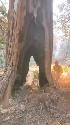 #chainsaw #treeexpert #johndeere #logger #machine #treemoval #forest#logging #treeservice #forestrywork #woodworking | Machine Botoa