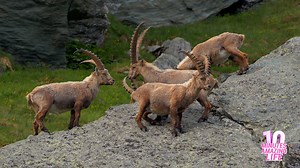 I filmed mountain goats climbing steep cliffs