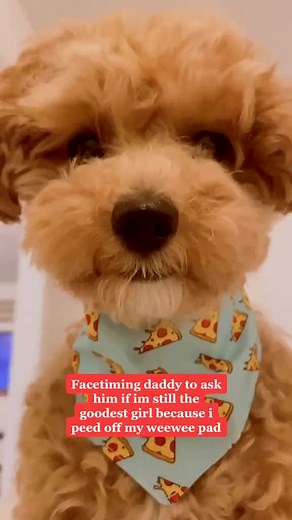 Instagram noodlesthepooch #facetiming #facetimingdog #fyp #foryou #foryoupage #dogsoftiktok #puppie_976#reels #foryou #shorts #insta #tiktok #amzing | Trevor Thomas