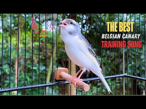 Corner to Warm Up Belgian Canaries and Fire Up Females