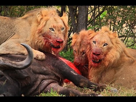 Sohebele male lions killing a buffalo