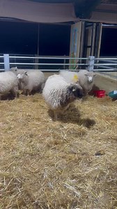 🐑🐑Live from the Lambing Barn 🐑🐑 Early morning update | Cockfields Farm
