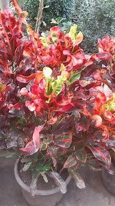 Amazing Mammy Croton 😍🪴 #croton #plants #plantas #plantlover #plantbased #Amazing #reels #viral #fyp #garden #gardening #viralreels #video #foryou | Decor & Beauty