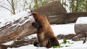 This weather is for the bears... | Cleveland Zoological Society