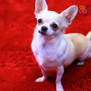 4.7K views · 54 reactions | The Amazing Digital Circus Room for My Puppy! | Troom Troom | Facebook