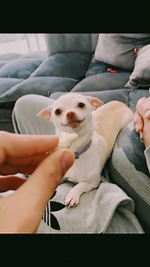5.8K views · 253 reactions | #chihuahua #nikiozeri #foryou #dog...