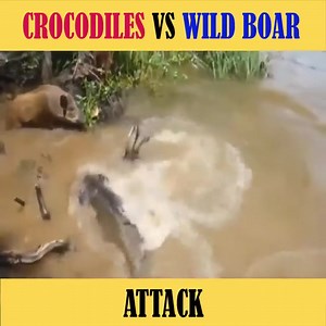 2.3K views | Crocodiles attacked the wild boar | Snake Boss | Facebook