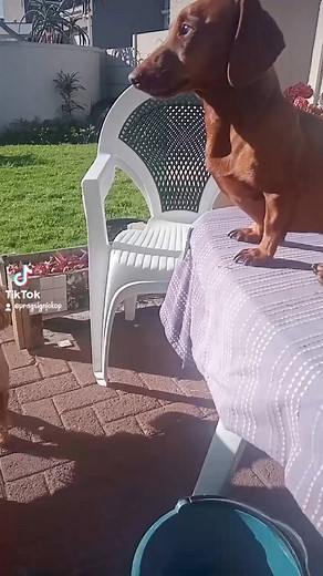 #dogs #facebookviral #dauschundsofinstagram | Net Ami