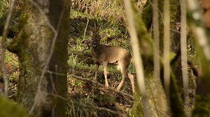 1.3K views · 54 reactions | The Bonnie Blantyre Roe Deer. | Bonnie Blantyre | Facebook