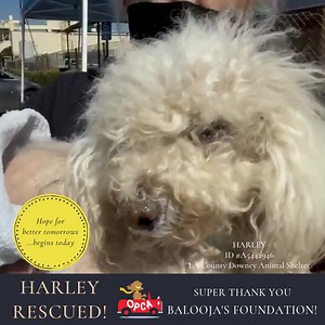 OPCA Shelter Network Alliance on Reels