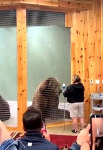 9.5K views · 137 reactions | The size comparison between a female and male brown bear 笠 | The Lions Den | Facebook